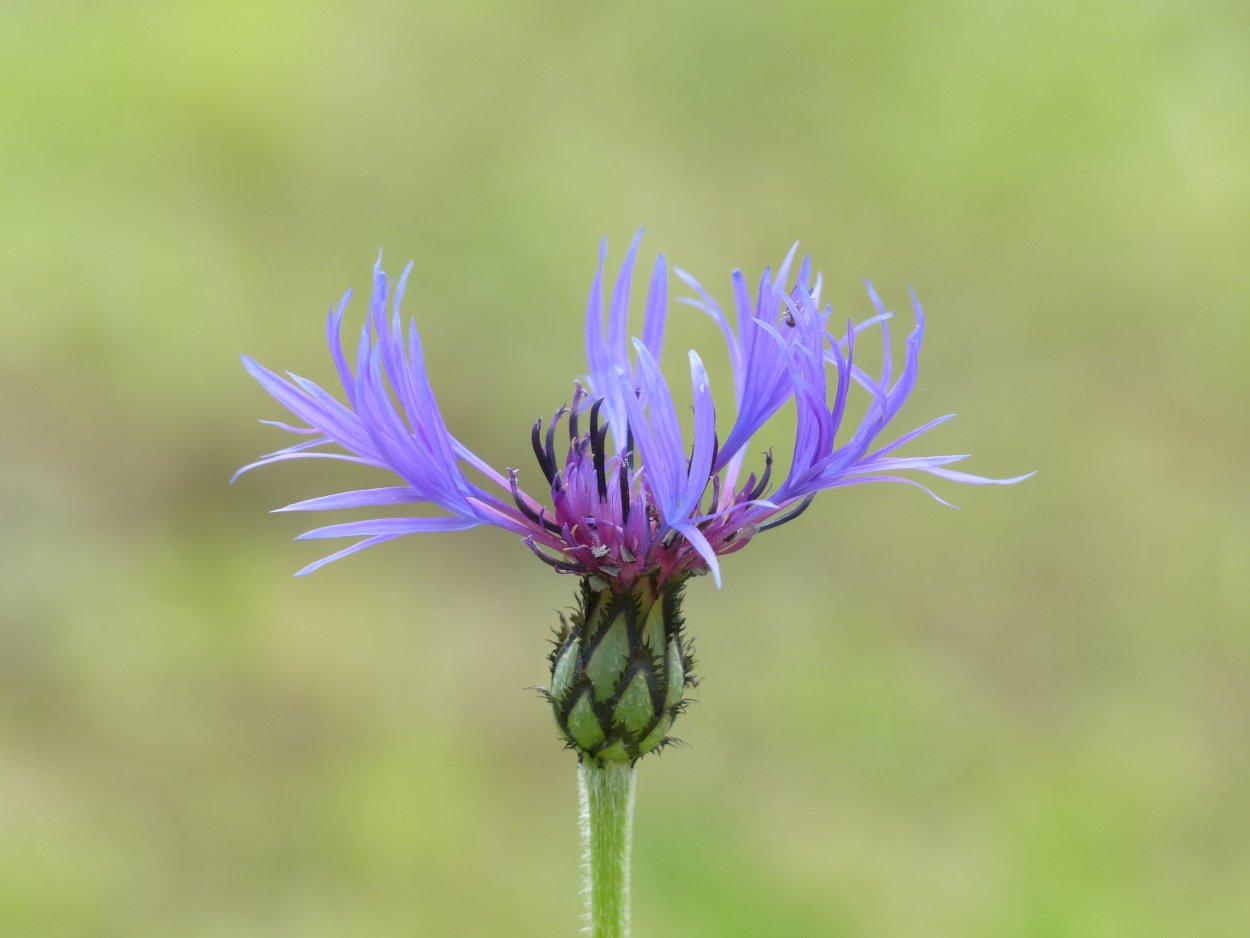 Centaurea nigra