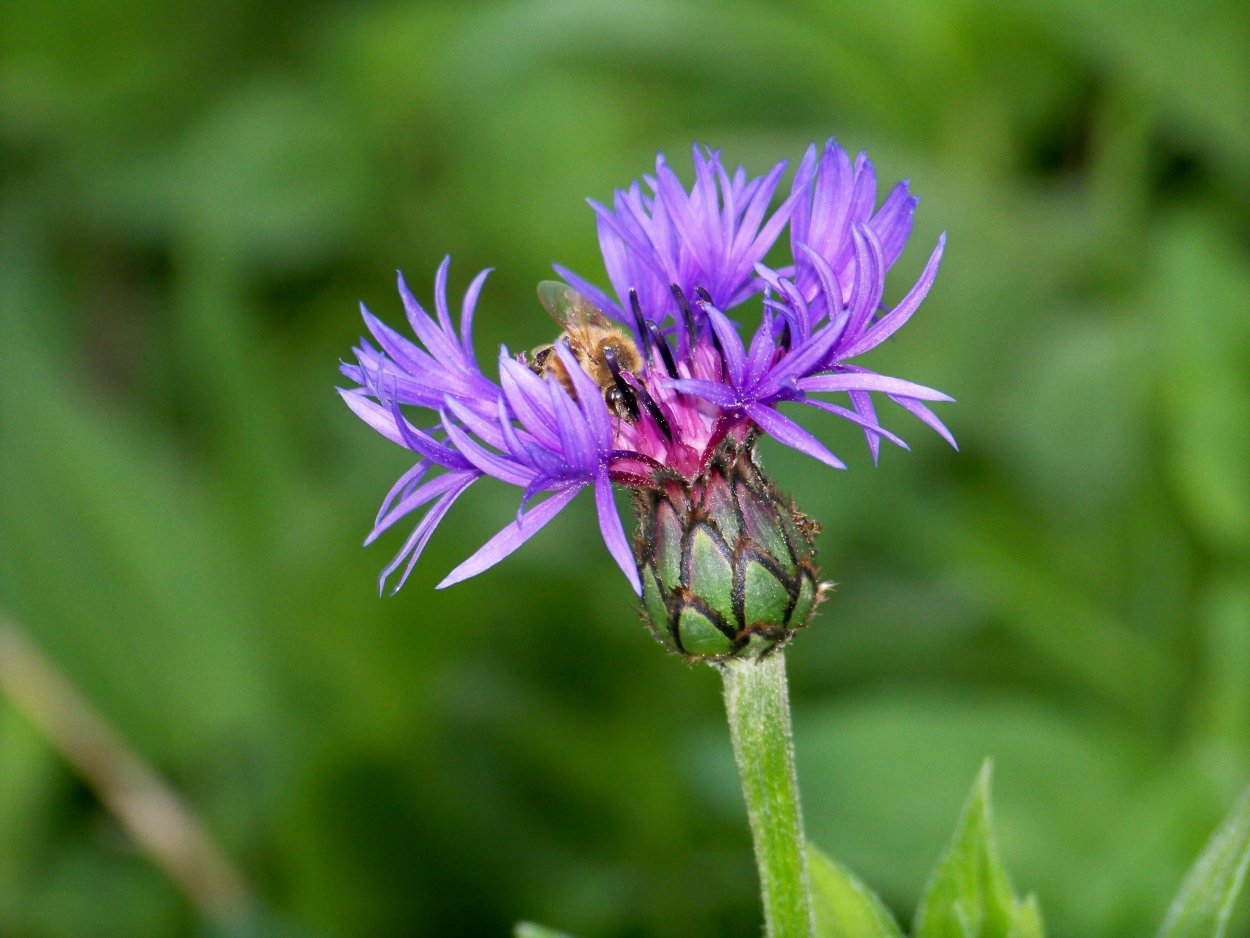 Василек Луговой — Centaurea jacea l.