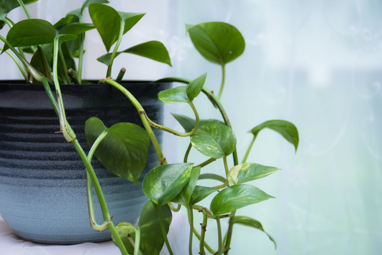 Epipremnum Silver Stripe 17 cm Pot h-70cm 2800p