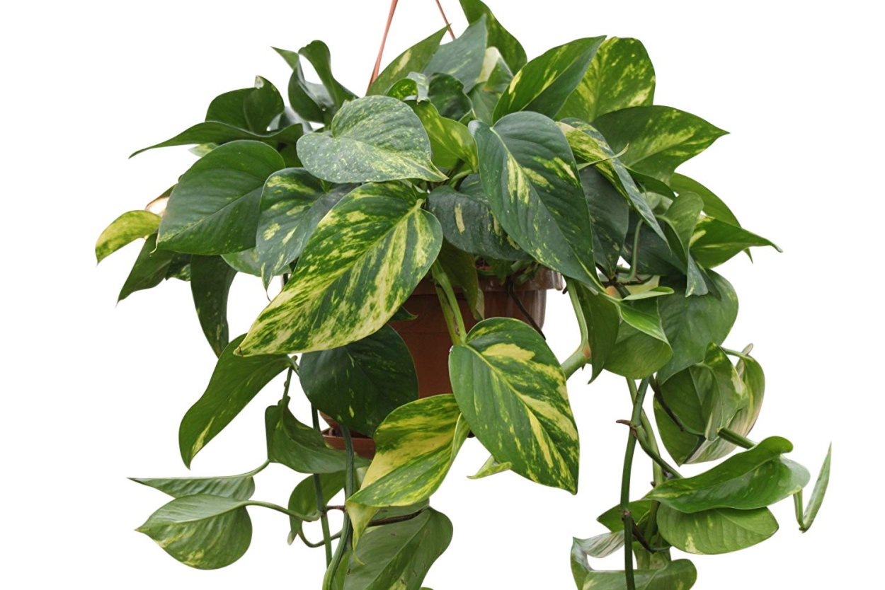 Epipremnum pinnatum Aureum
