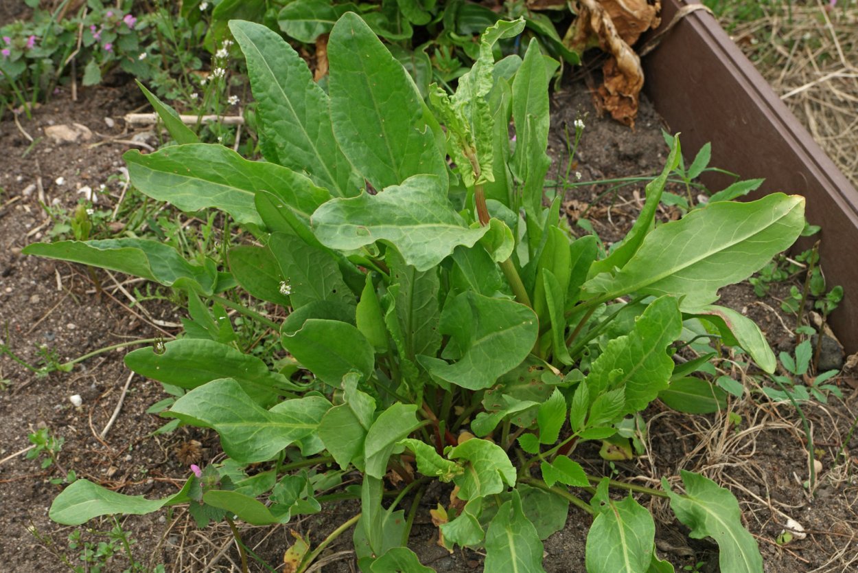 Щавель воробьиный (Rumex acetosella)