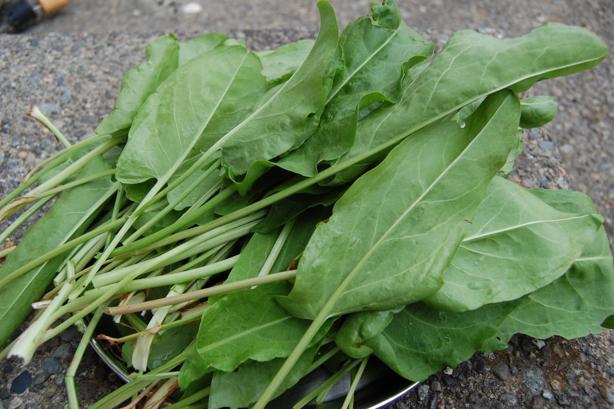 Щавель (Rumex)