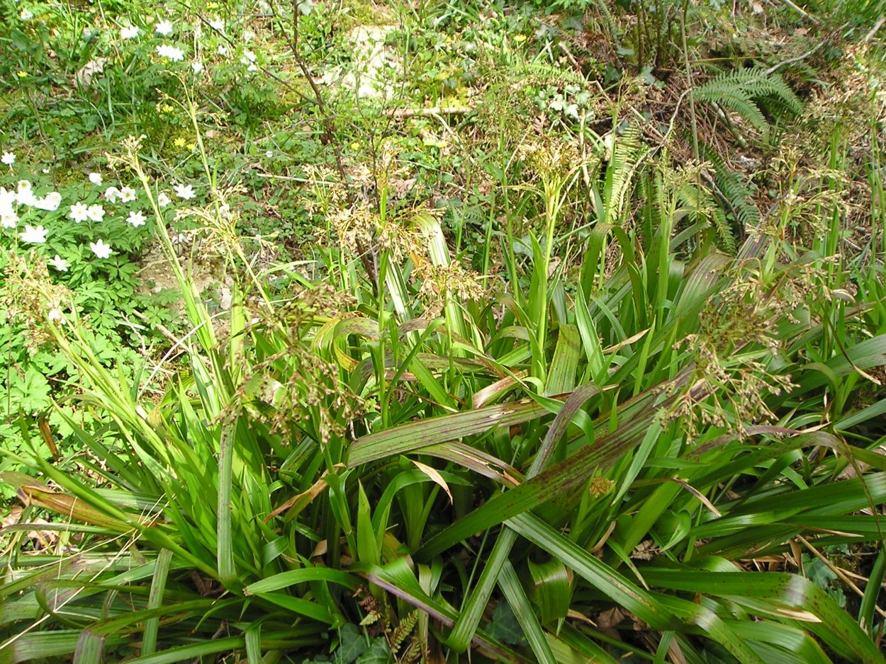 Ожика Лесная marginata