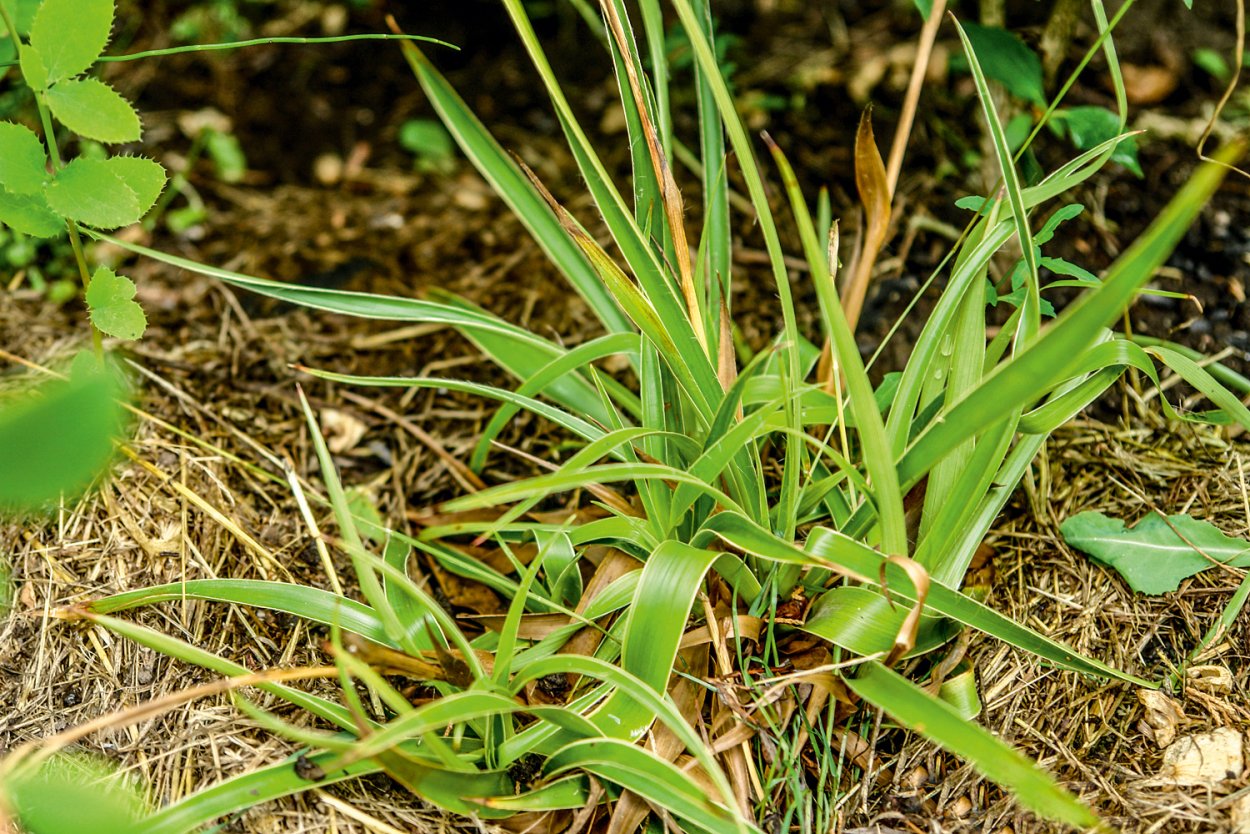 Ожика Лесная (Luzula sylvatica)