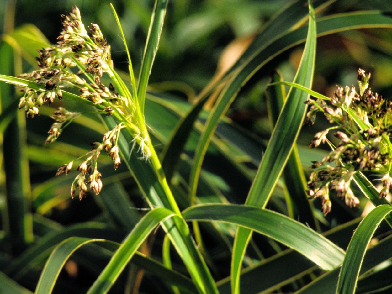 Ожика Лесная (Luzula sylvatica)