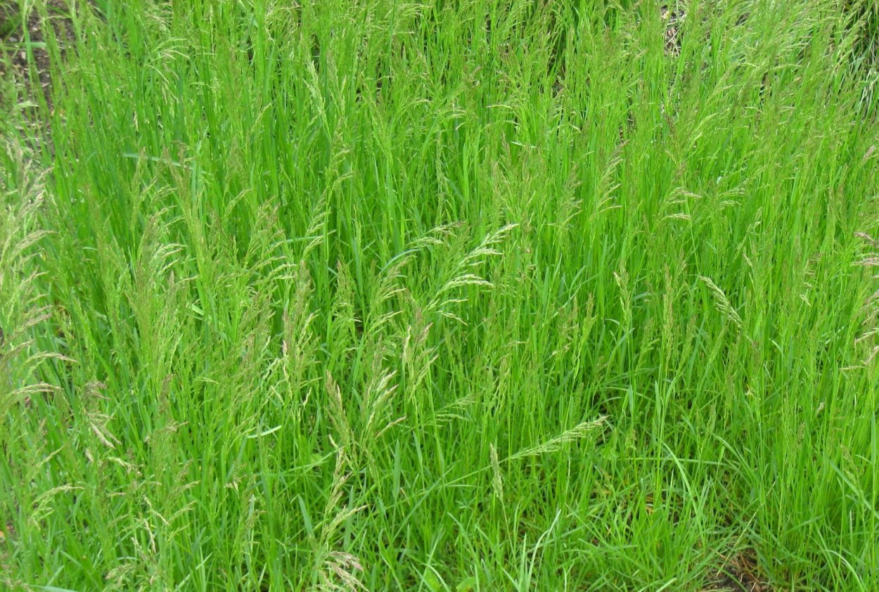 Мятлик Луговой POA pratensis l.