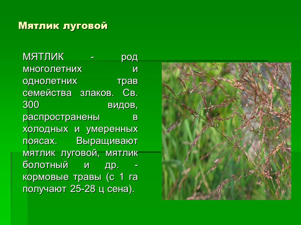 Мятлик Луговой
