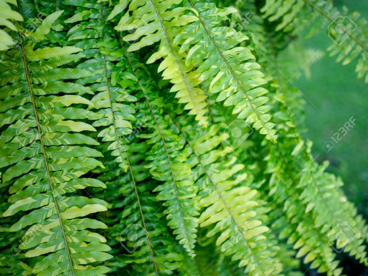 Нефролепис Tiger Fern