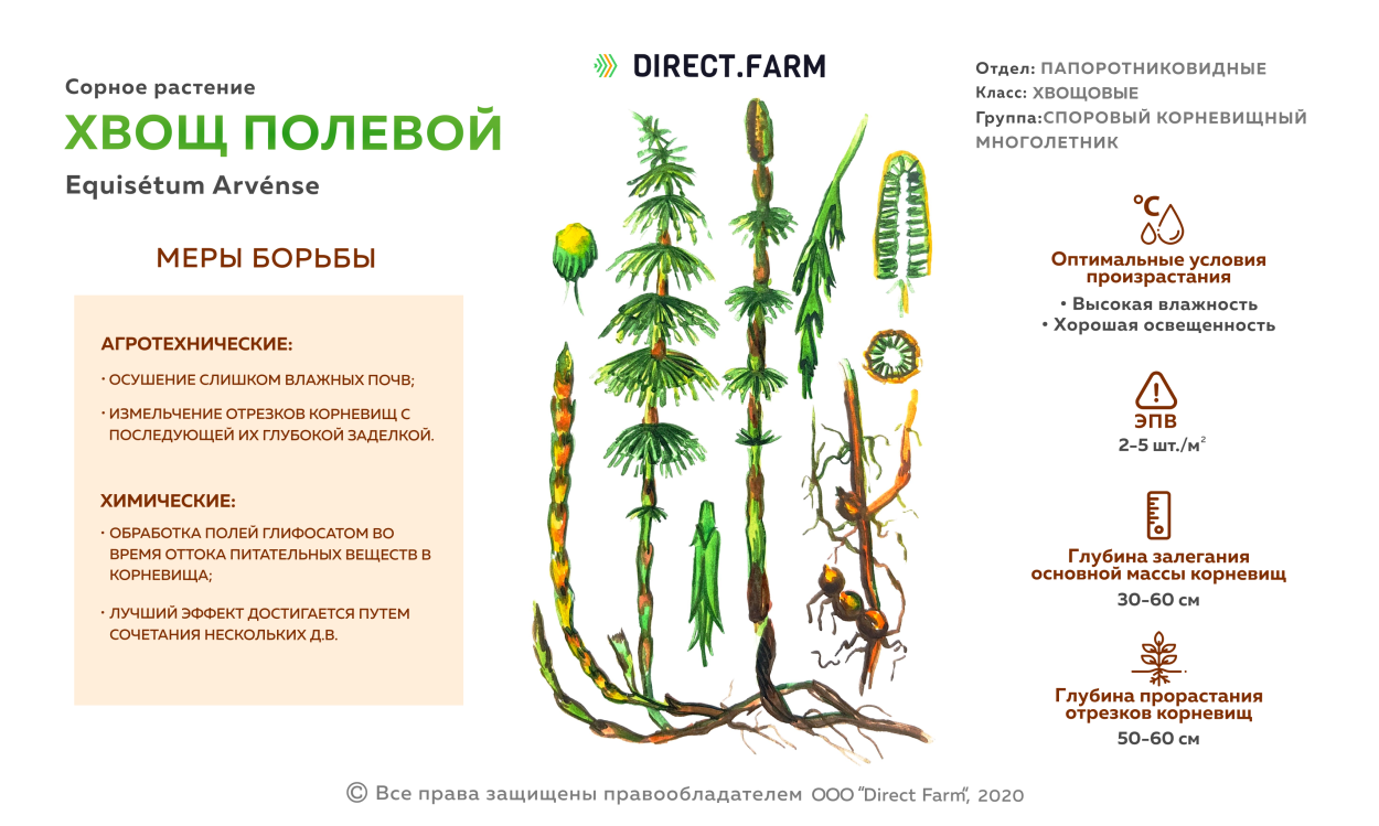 Спорофит хвоща полевого