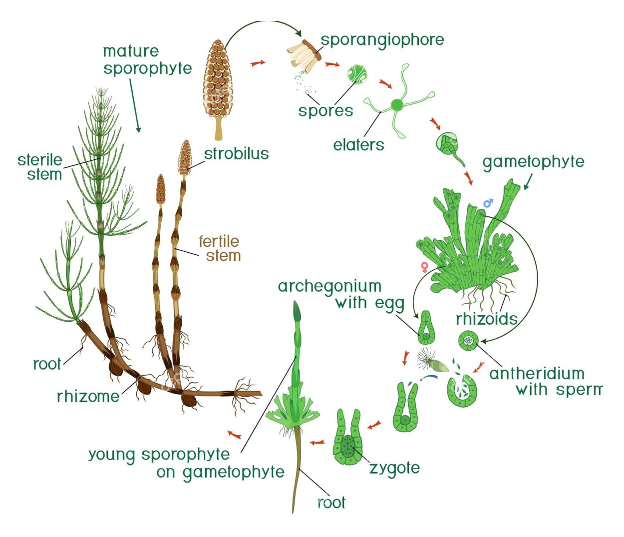 Equisetum arvense ксерофит