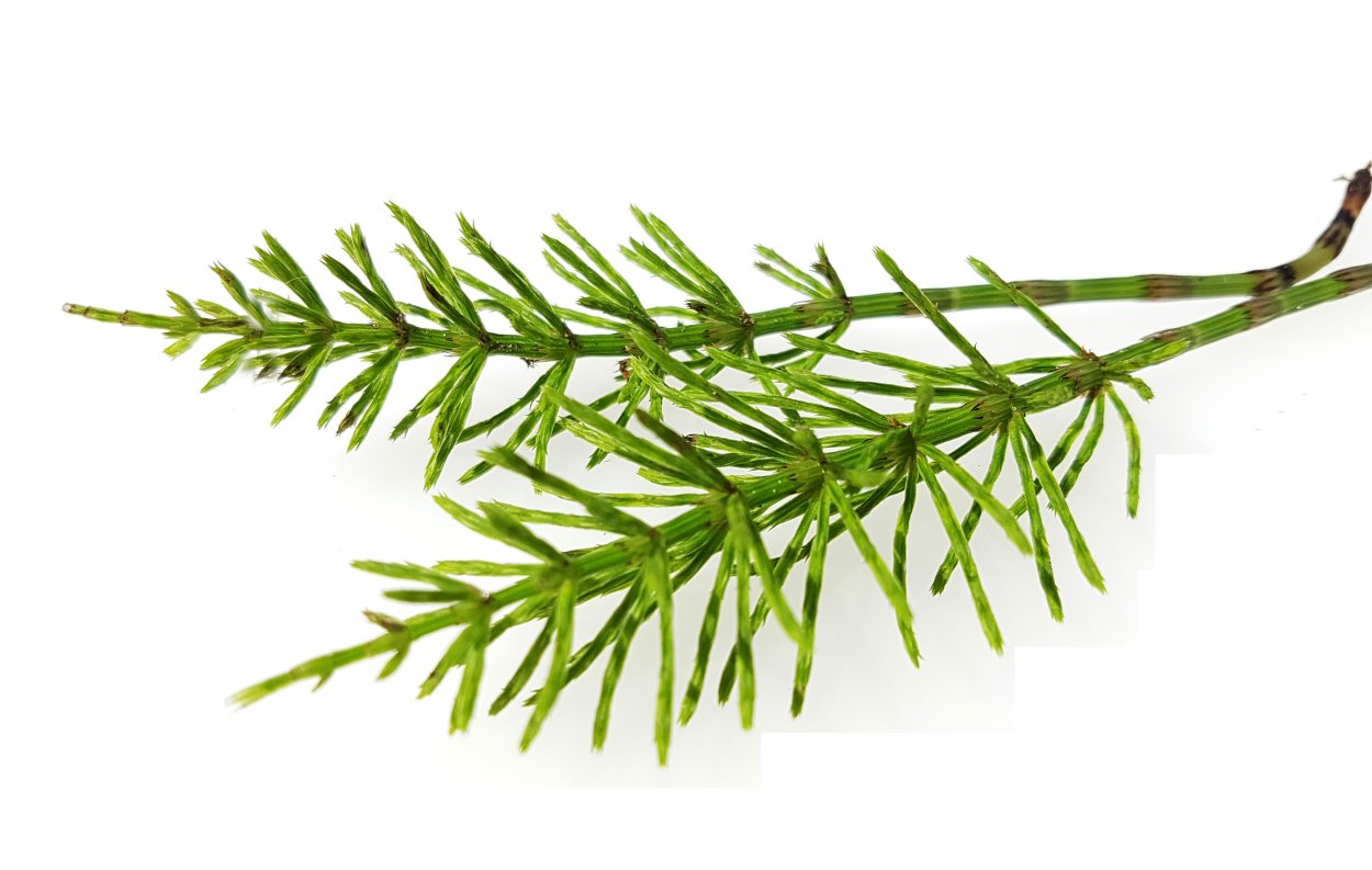 Хвощ полевой - Equisetum arvense гербарий