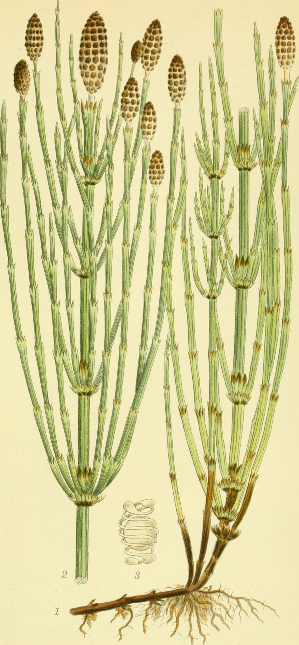 Хвощ полевой Equisetum arvense l.