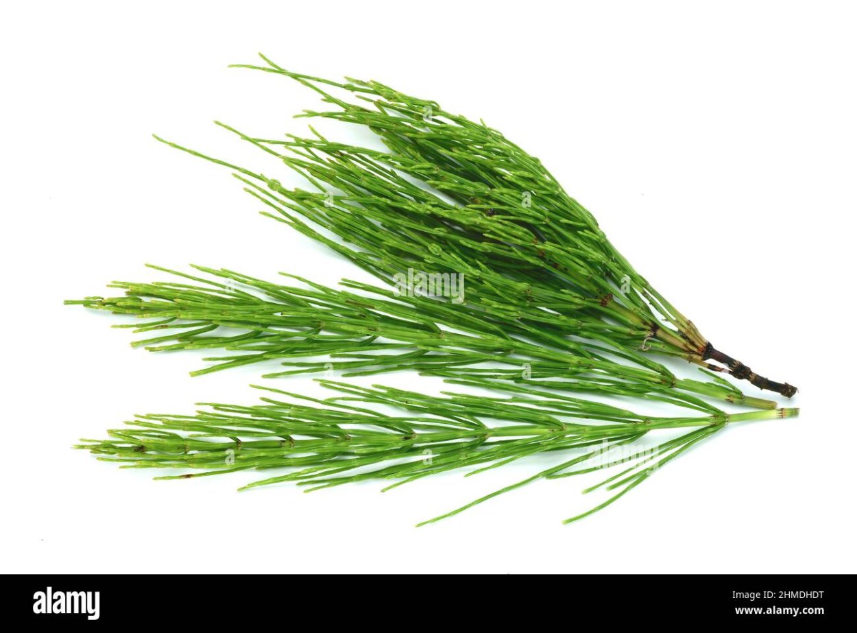 Equisetum arvense жизненный цикл