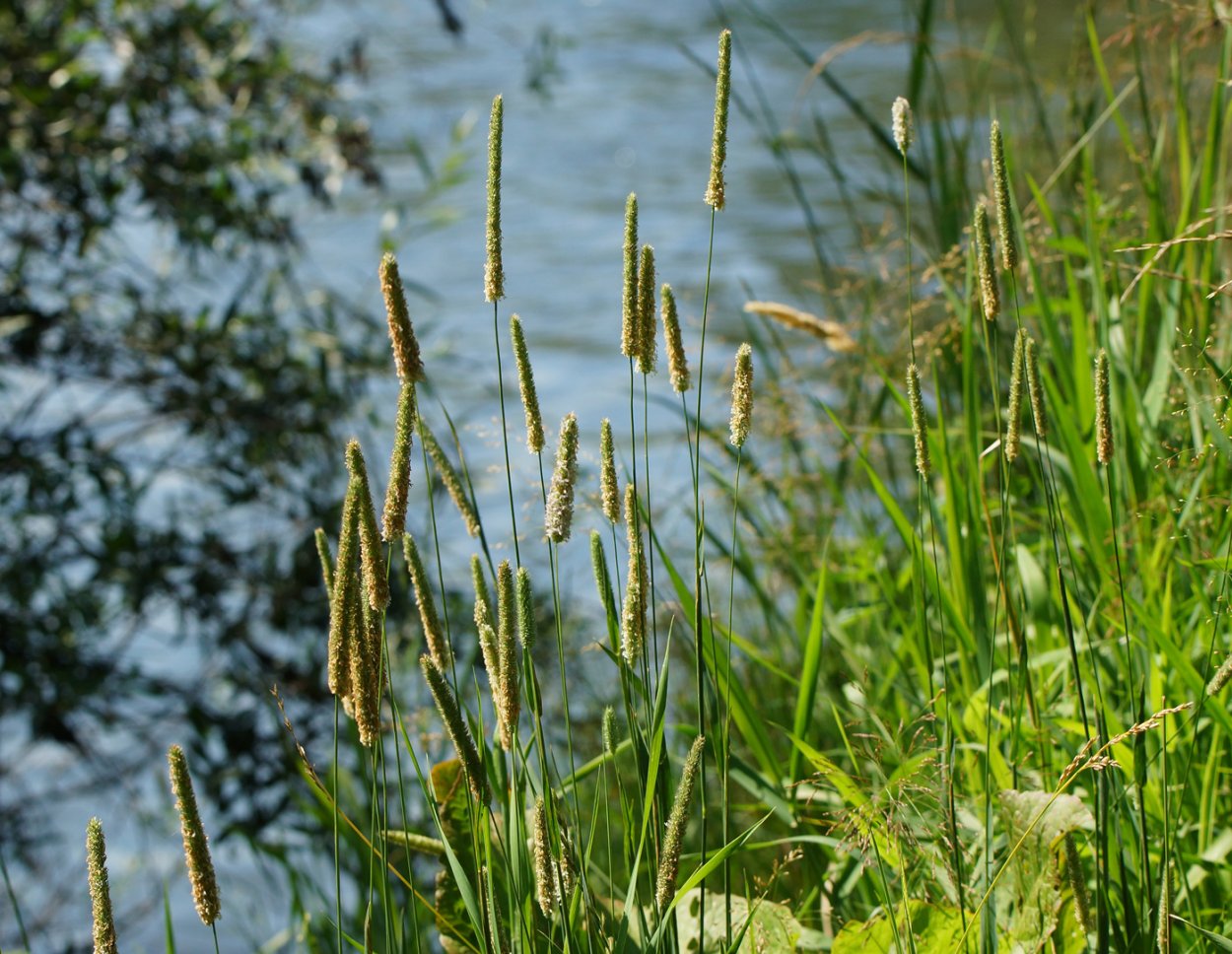Лисохвост Луговой (Alopecurus pratensis ‘Aureovariegatus’)