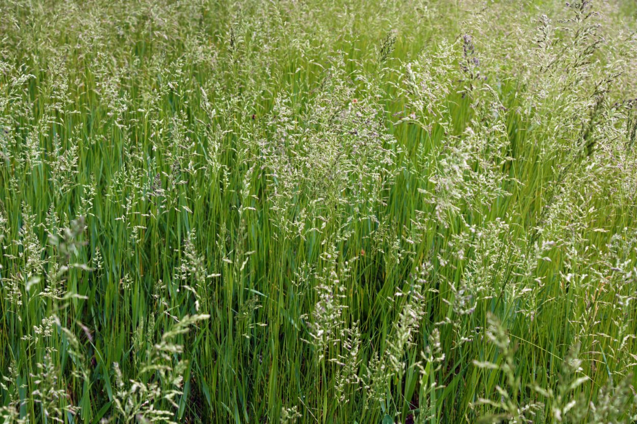 Тимофеевка Степная (Phleum phleoides)