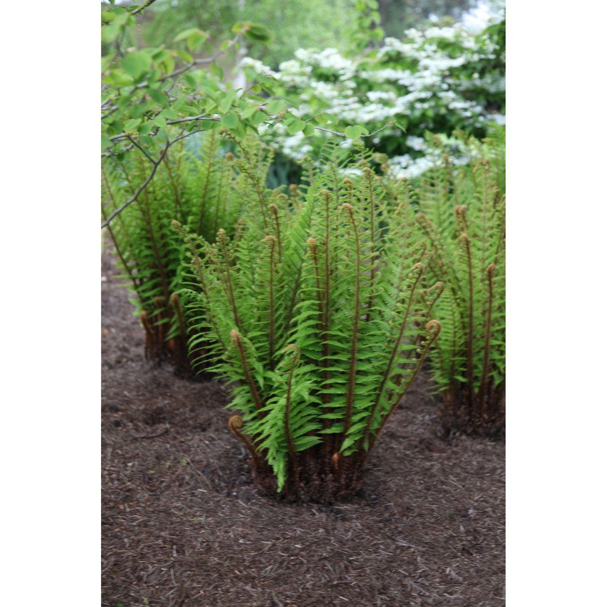 Dryopteris wallichiana