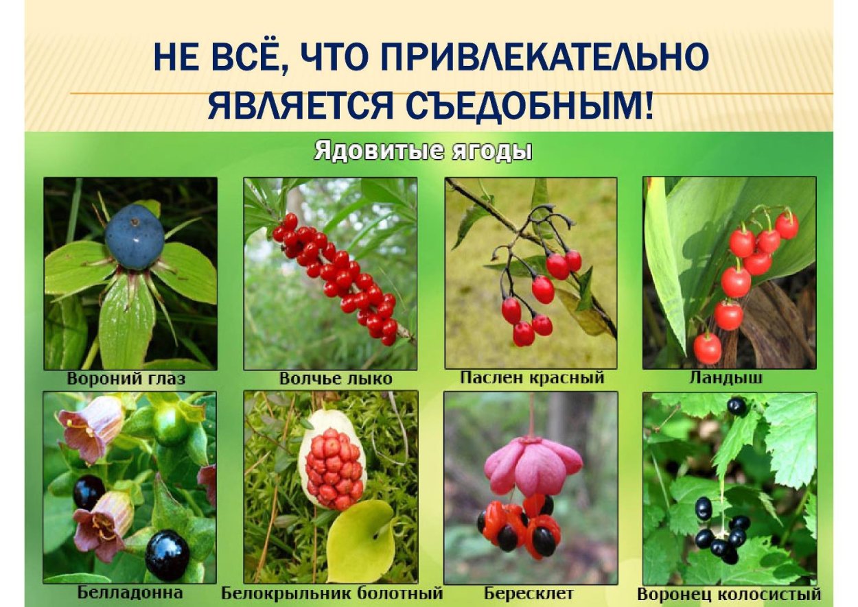 Несъедобные Лесные ягоды названия