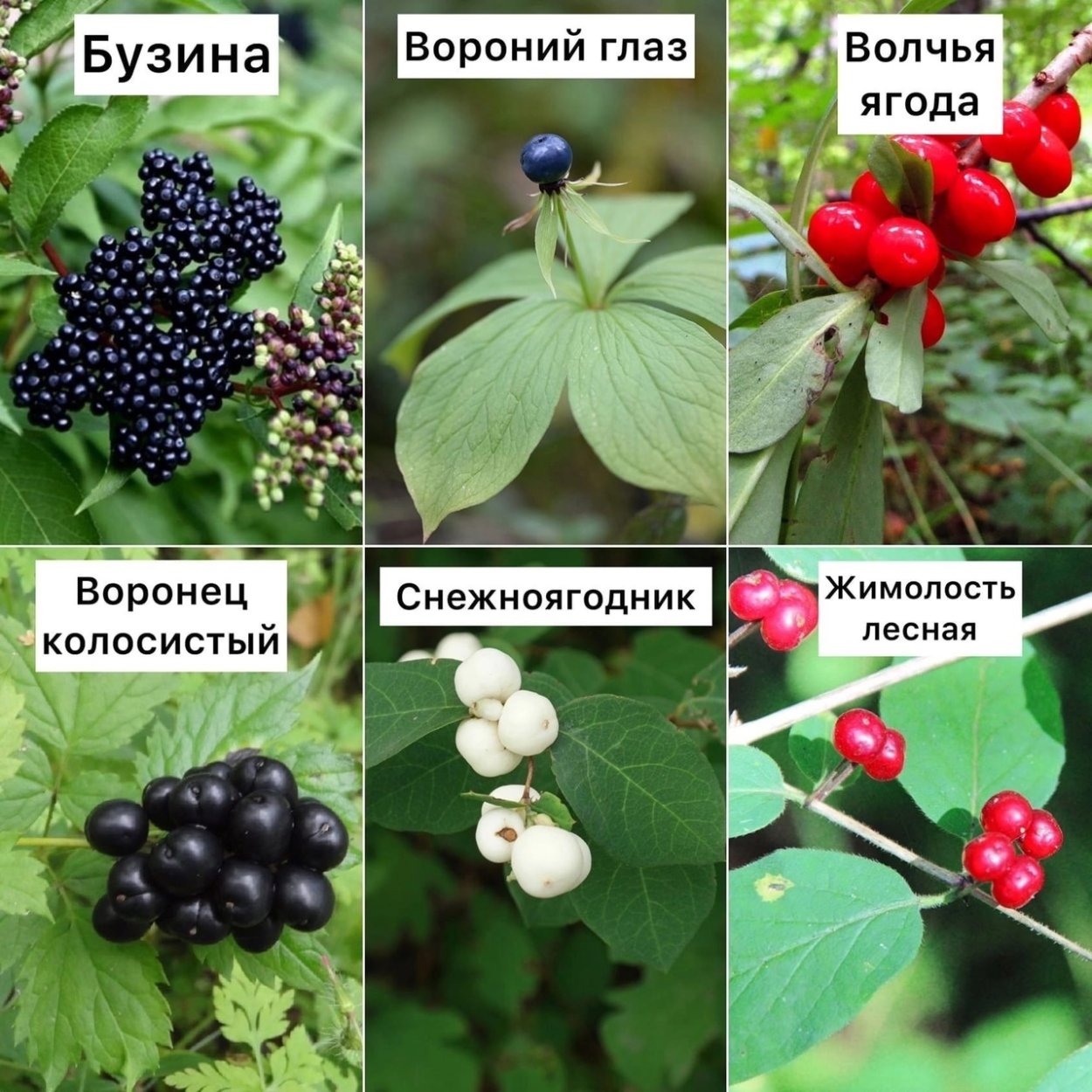 Красные и черные ягоды