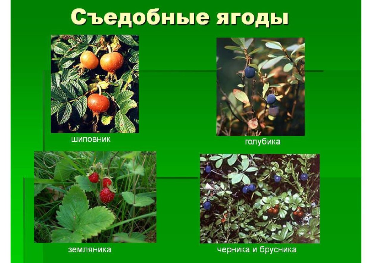 Белокрыльник болотный ягода
