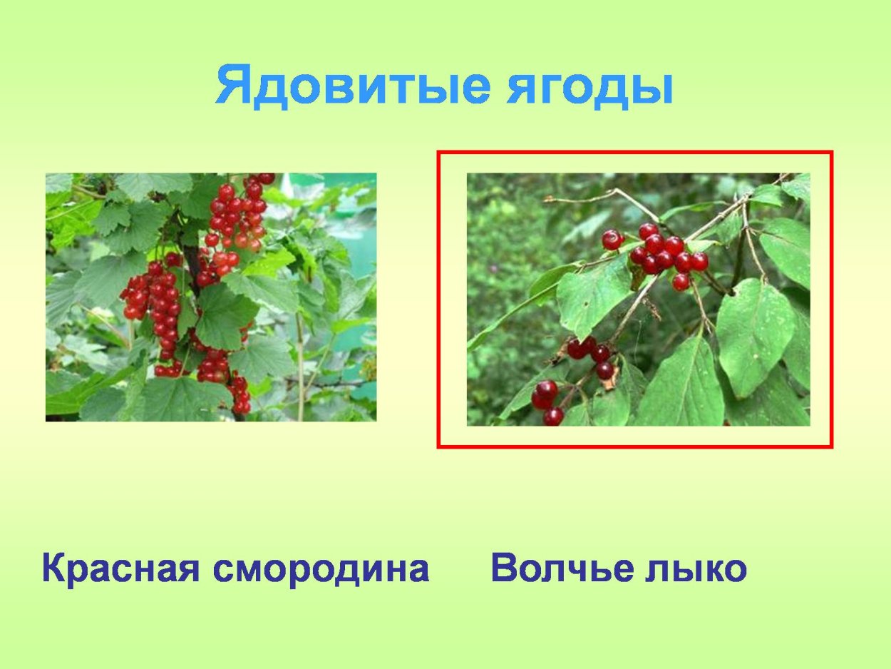 Жимолость Лесная