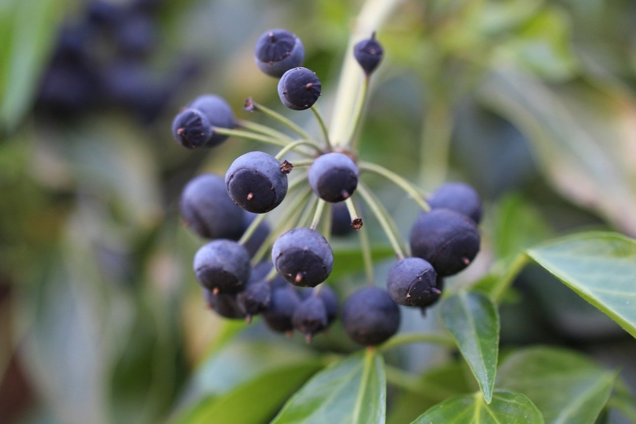 Воронец Колосистый (Actaea spicata)