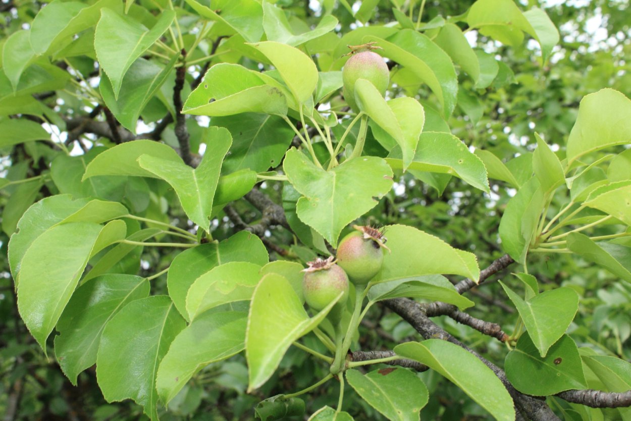 Яблоня Лесная (Дикая) (Malus Sylvestris)