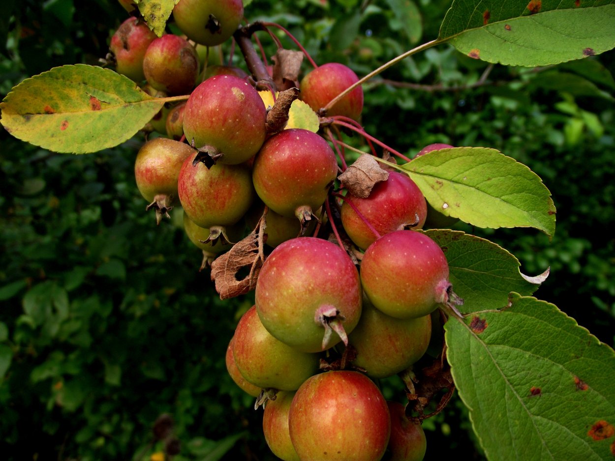 Яблоня Лесная Malus Sylvestris