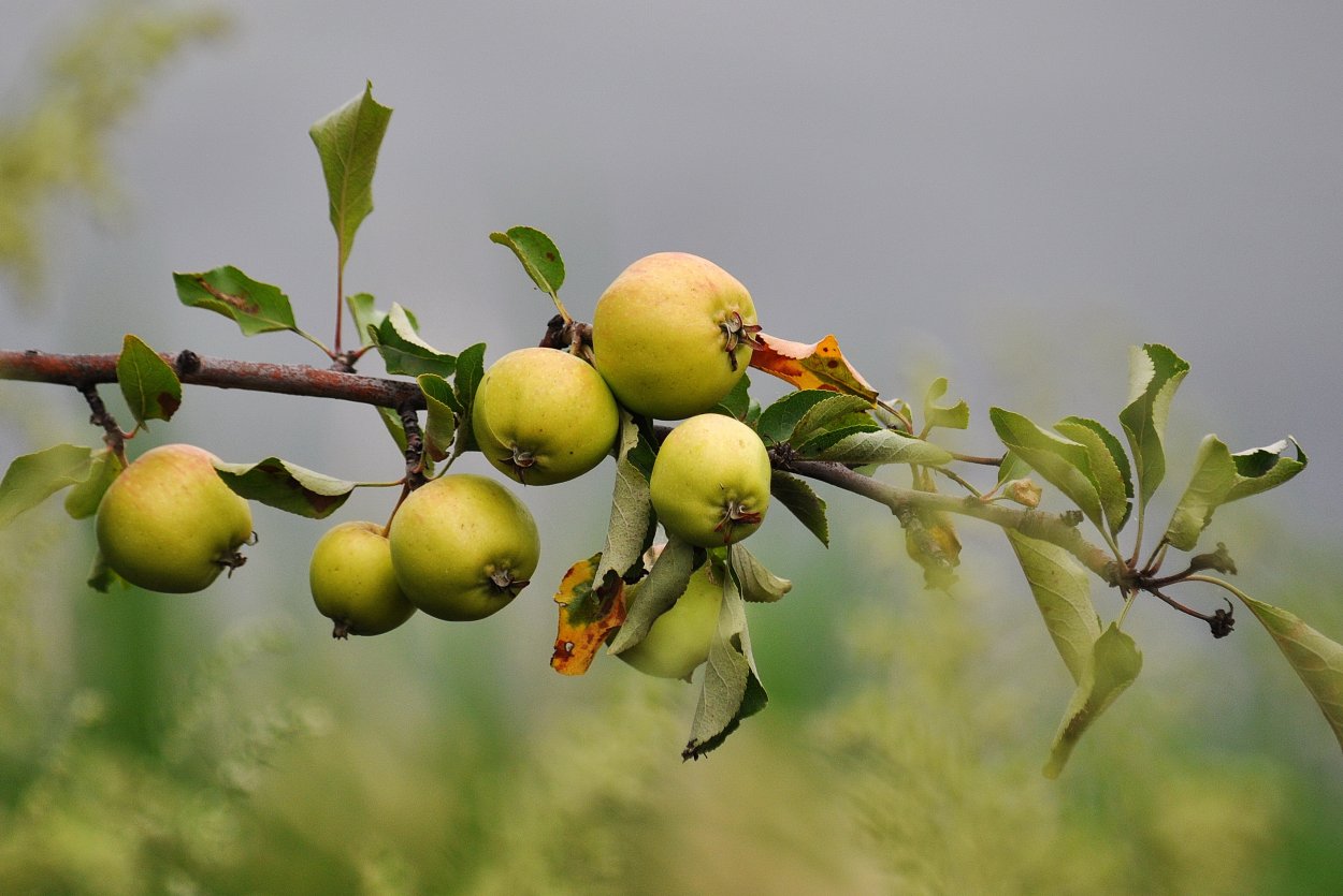 Яблоня Ягодная Malus baccata