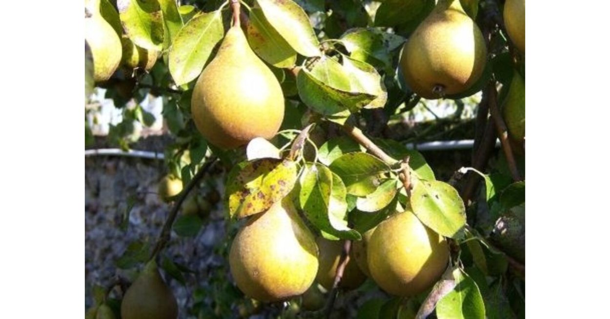 Яблоня Лесная Malus Sylvestris Mill.