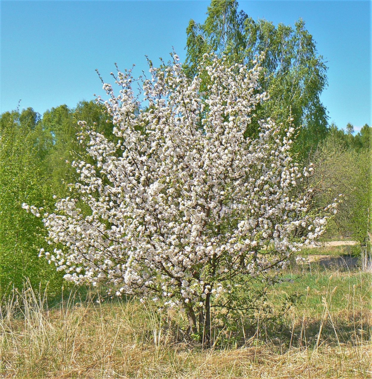Яблоня Лесная (Дикая) (Malus Sylvestris)
