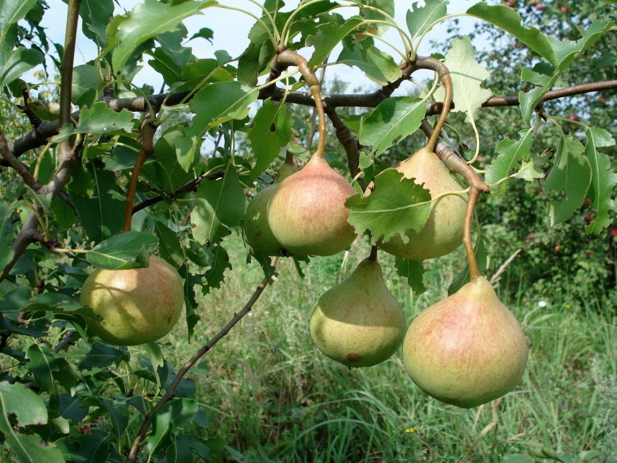 Лесная груша дичка осенью