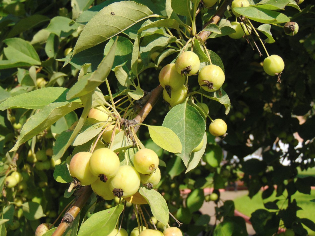 Яблоня Лесная (Дикая) (Malus Sylvestris)
