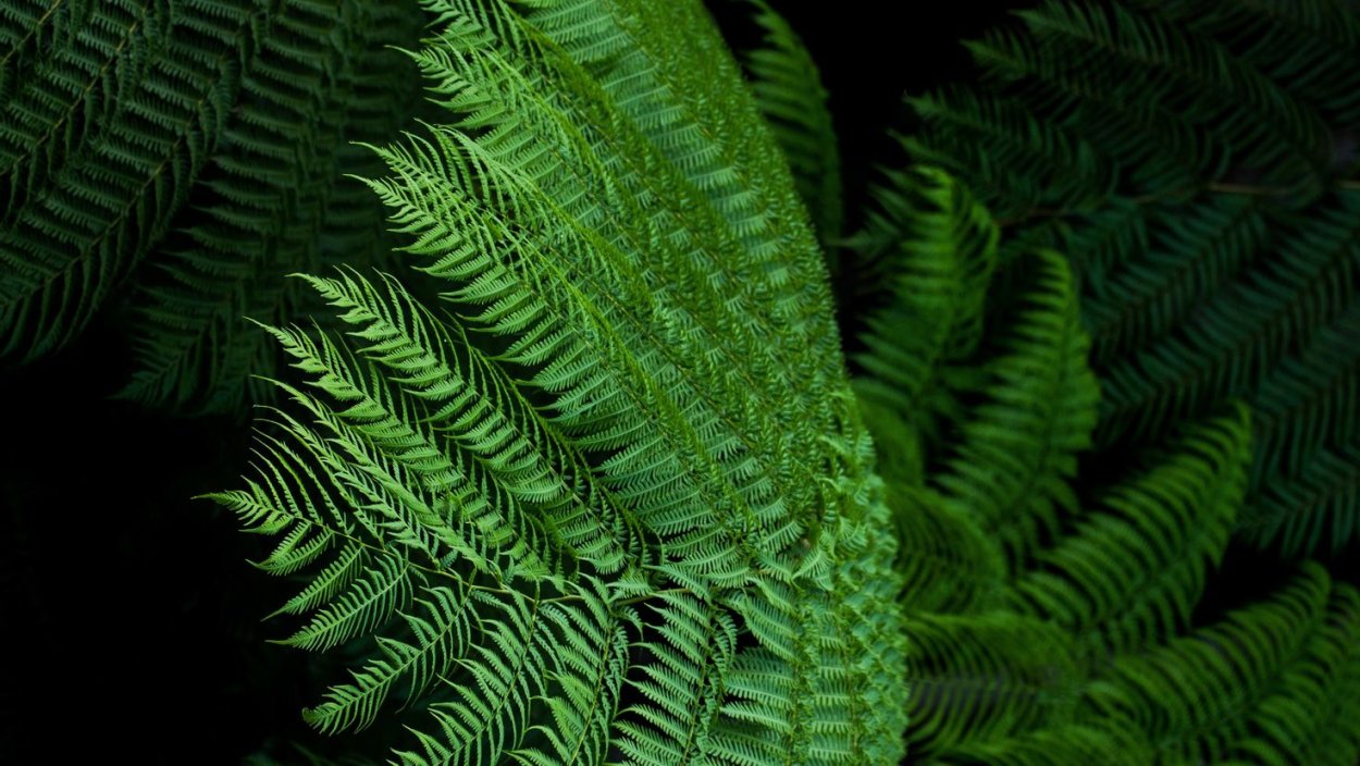 Polystichum shiny Holy Fern