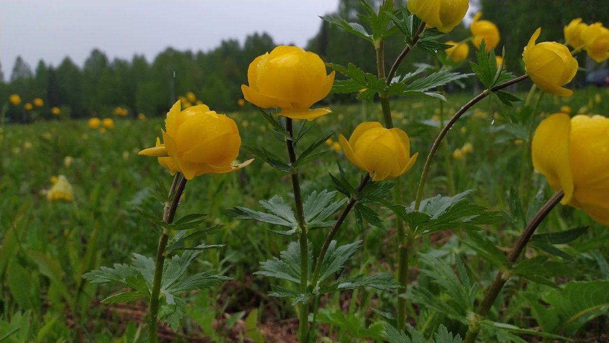 Купальница европейская Лемон куин