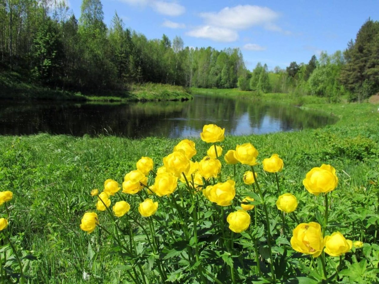 Купальница махровая