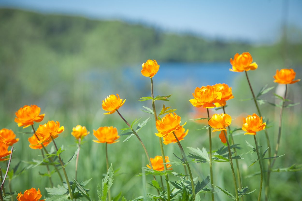 Купальница европейская (Trollius europaeus)