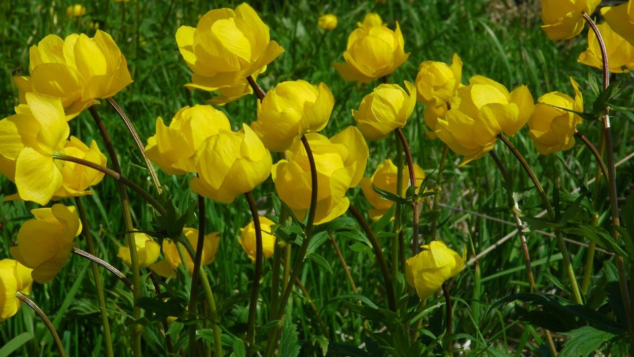 Купальница Trollius ranunculoides