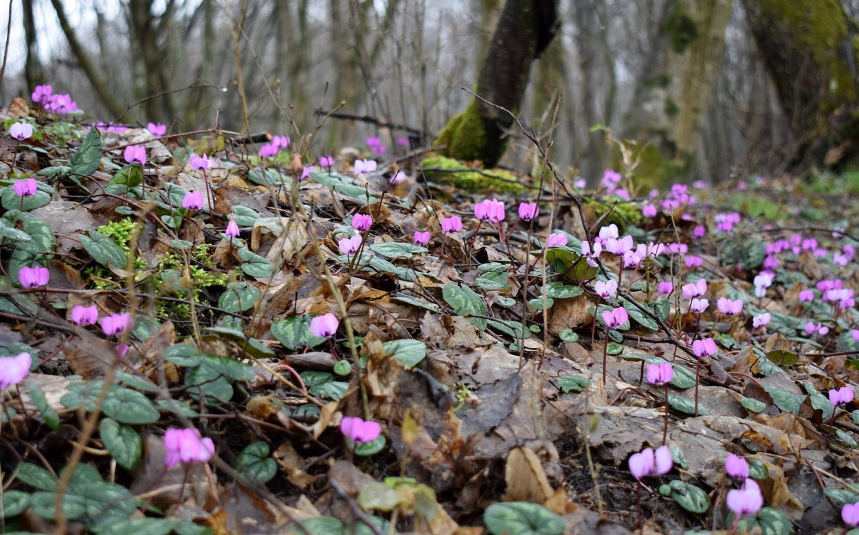 Cyclamen PURPURASCENS клубни