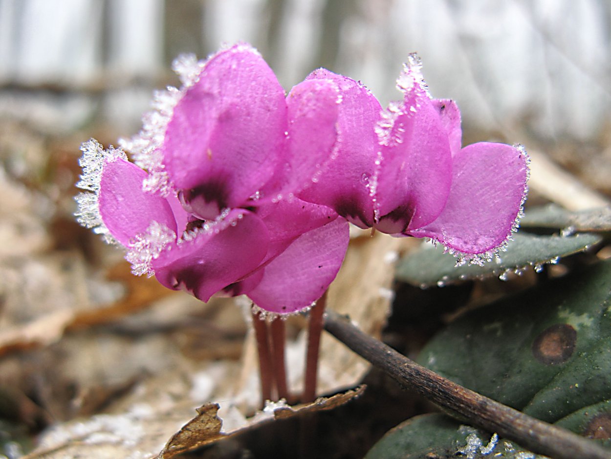 Цикламен Кузнецова (Cyclamen Kuznetzovii)