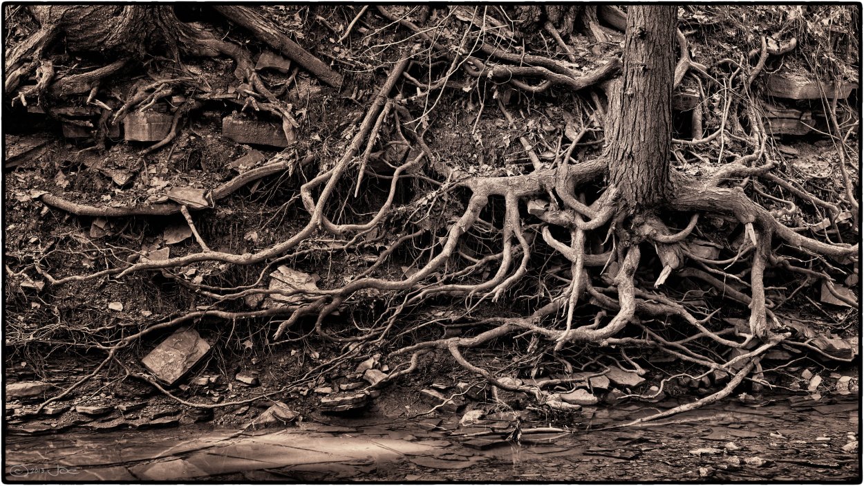Лесной корень