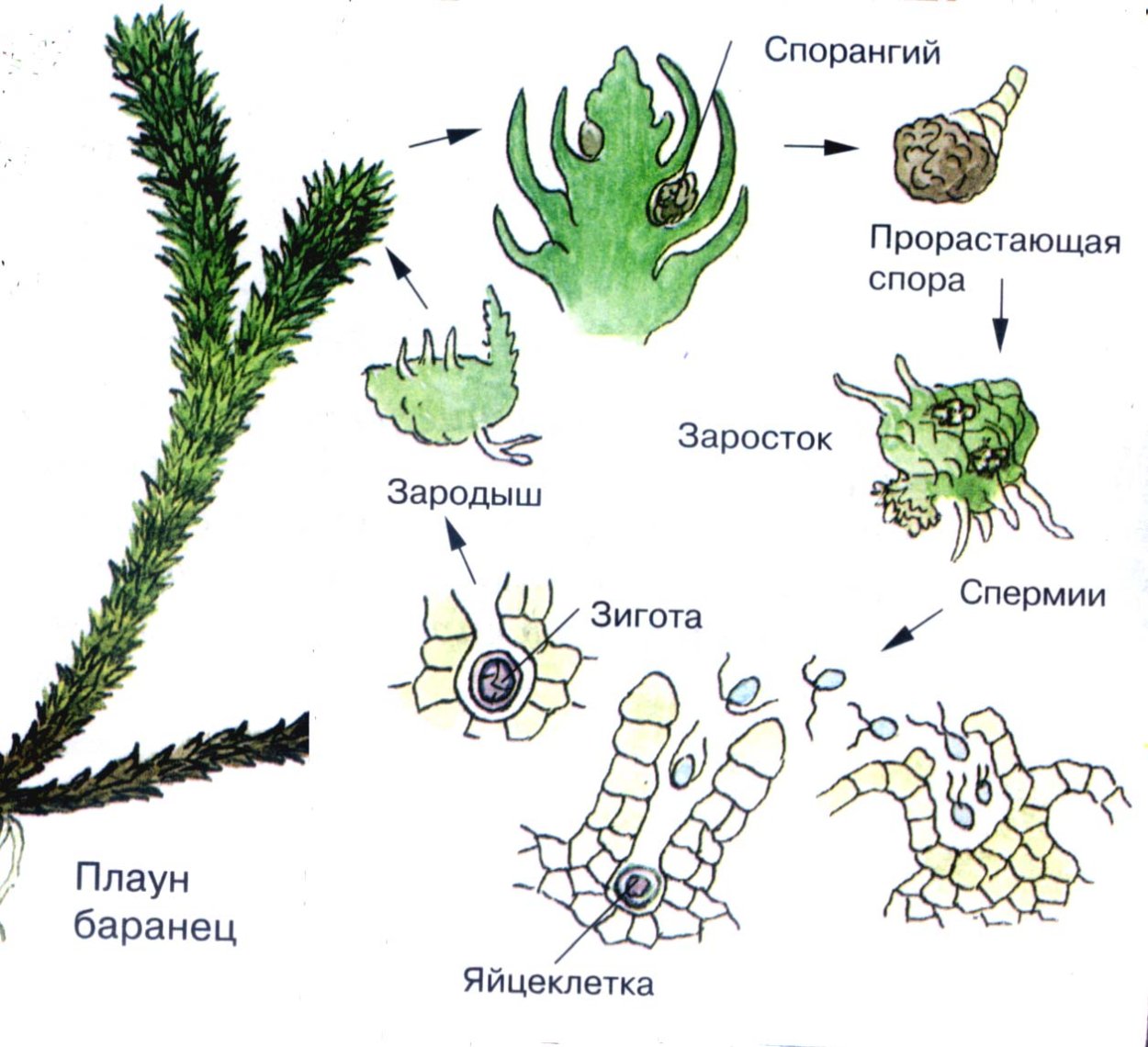 Цикл развития плауна булавовидного