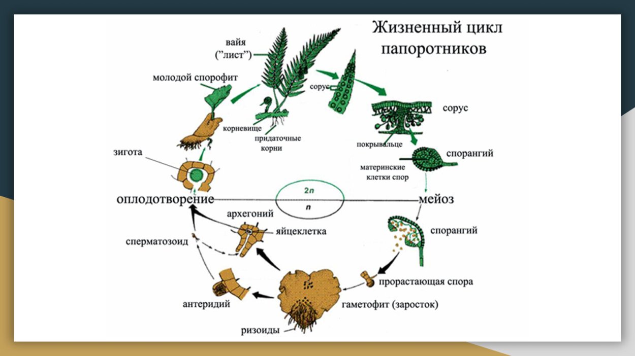 Цикл развития папоротника щитовника мужского