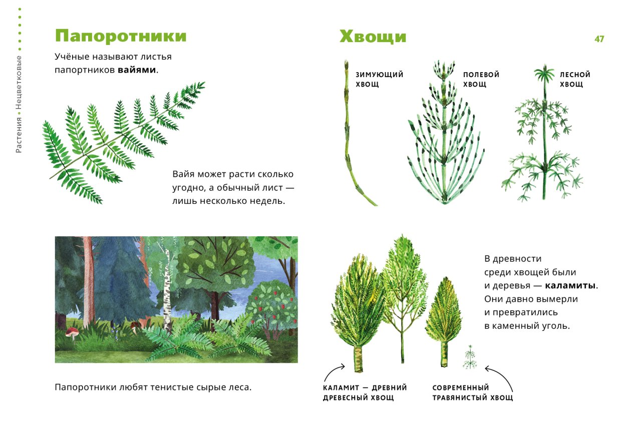 Хвощи плауны папоротники лист