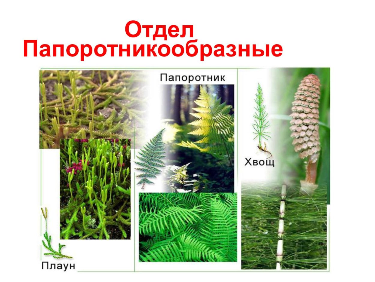 Отдел Папоротникообразные высшие споровые растения