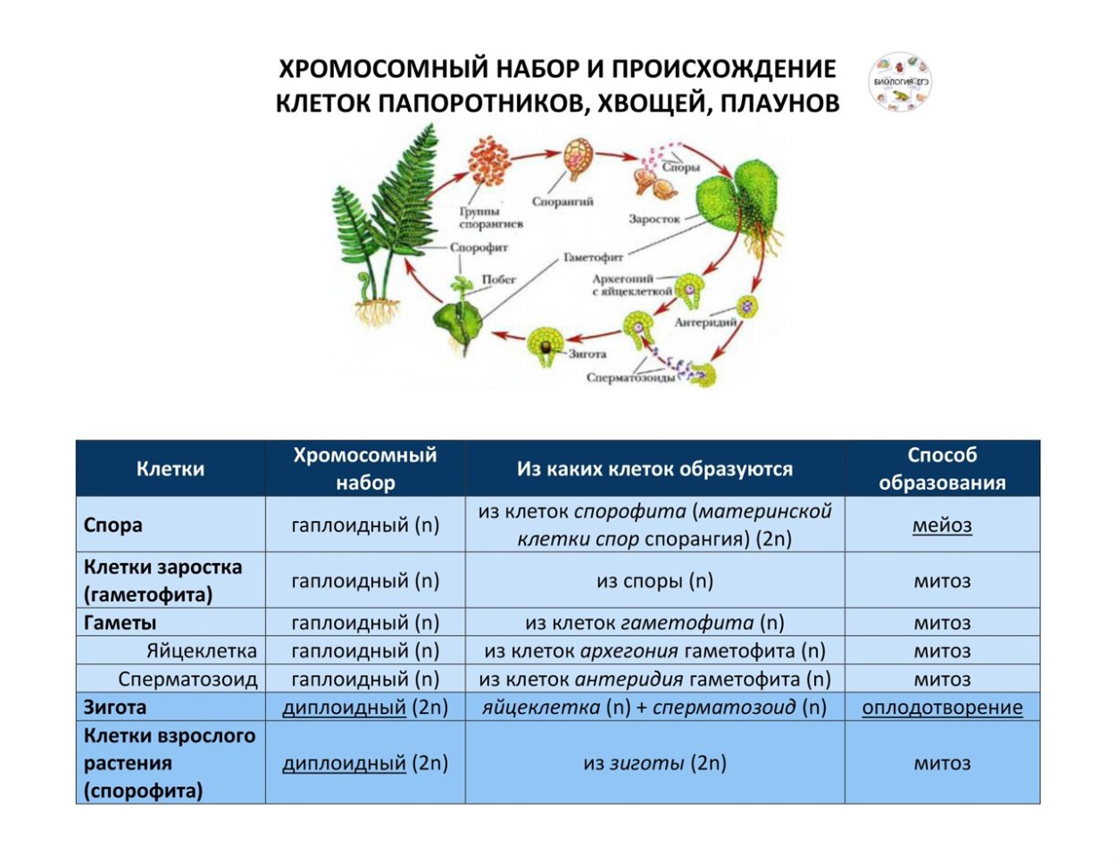 Жизненный цикл плаунов ЕГЭ