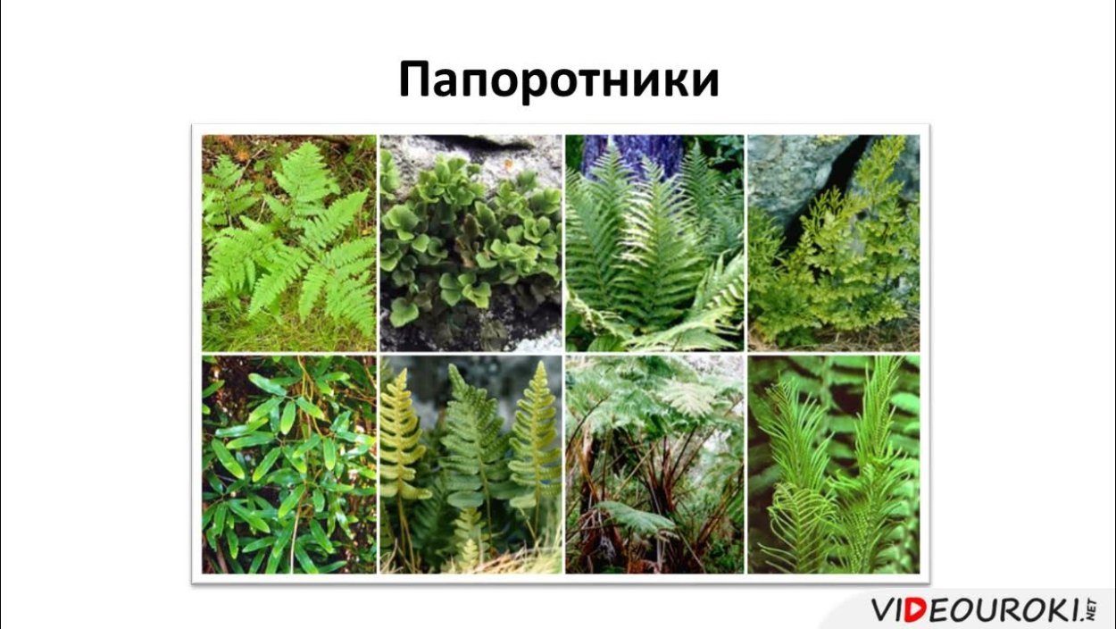 Ареал папоротника орляка