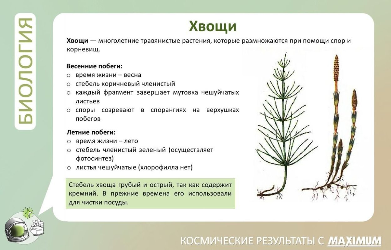 Хвощ полевой летний побег и весенний побег