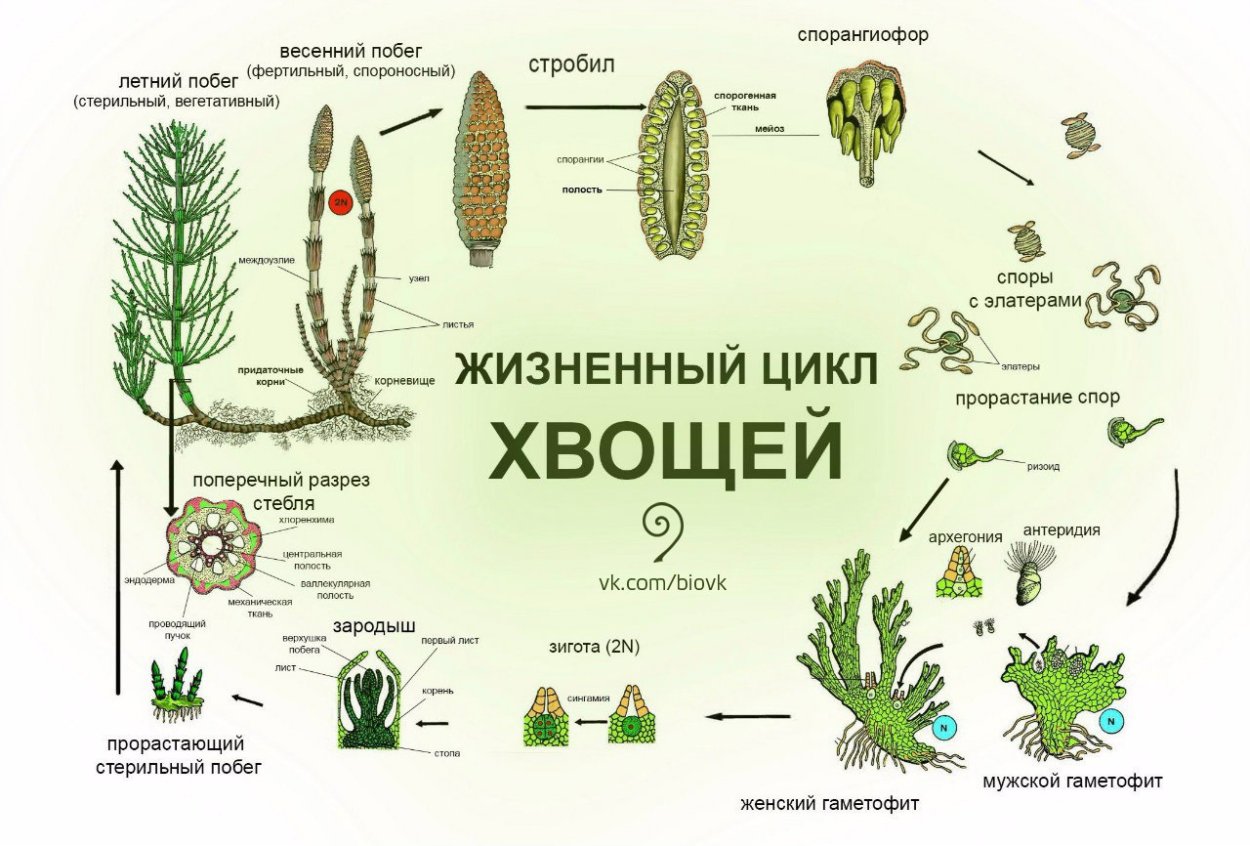 Цикл развития хвоща полевого схема