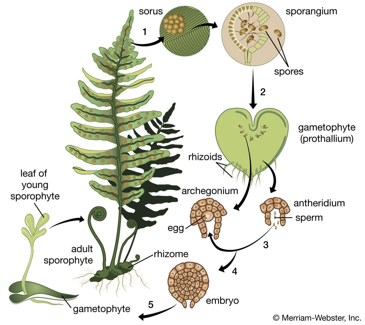 Polypodiopsida жизненный цикл