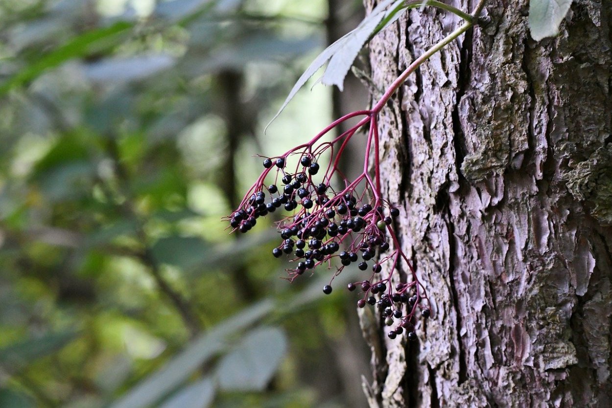 Elderberry ягода